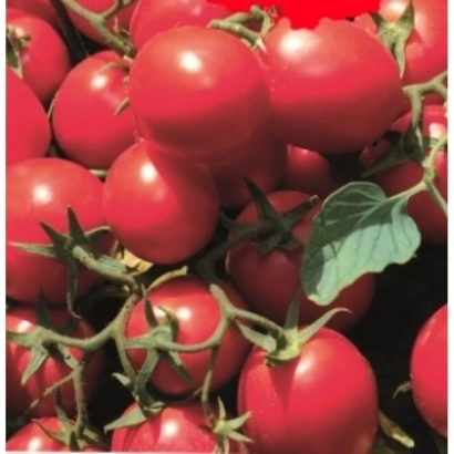 Крупный план красных томатов на ветвях - ЯГ 8810