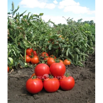 Красные томаты сорта Афродита на грядке - Джампакт