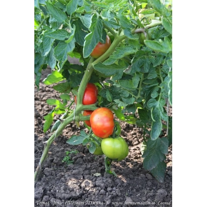 Томаты на кусте в саду - Джина