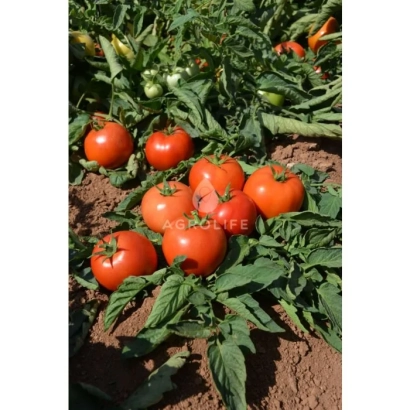 Красные томаты на грядке - Йолнар