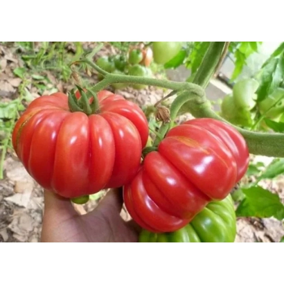 Крупные красные помидоры сорта КАЯАМБЭ на ветке