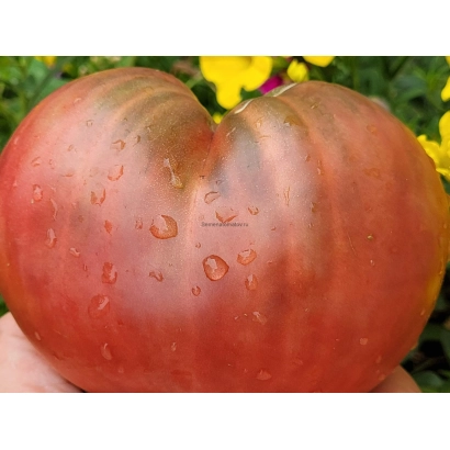 Крупный красный помидор с каплями воды на фоне желтых цветов - КАДИС