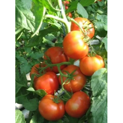 Красные помидоры на ветке с зелеными листьями - Кадриль F1