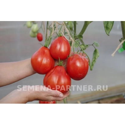 Свіжі червоні помідори на гілці з рук, що підтримують врожай - КАХУРІ