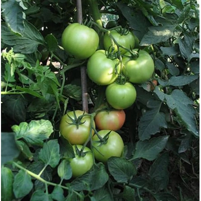 Зеленые и красные помидоры на кусте - Кайзер
