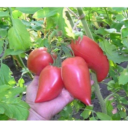 Красные томаты сорта Какаду Розовый на ветке с рукой