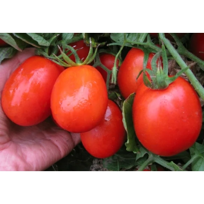 Червоні помідори Каліендо F1 на гілці, тримаються в руці