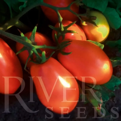 Свежие помидоры сорта River Seeds на ветке - Калифорния