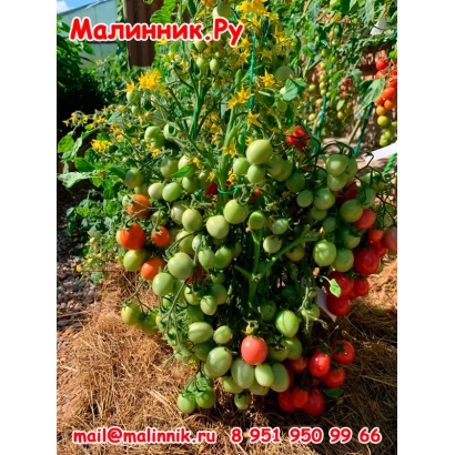 Томаты на кусте Малинник.ру - КАЛИНКА-МАЛИНКА