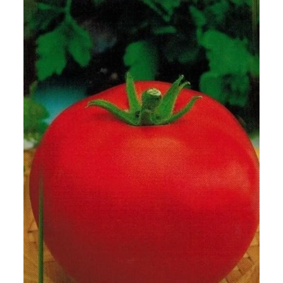 Крупный красный томат на фоне зелени - КАЛИСТИ