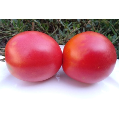 Два красных помидора на белом фоне - КАЛЛИОПА