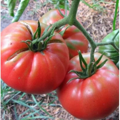 Спелые красные томаты сорта Канари на ветке - КАНАРЫ