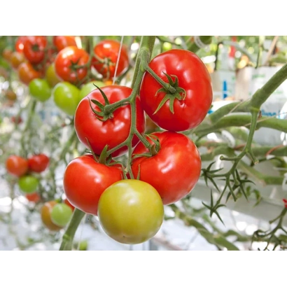 Свежие красные и зеленые томаты на ветке - КАНАВАРО