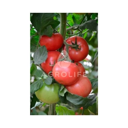 Красные и зеленые томаты на ветке с надписью GROLIFE - Канна 218