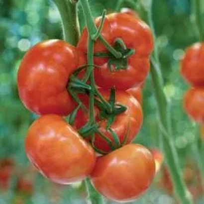 Спелые красные томаты Каракас РЦ F1 на ветке