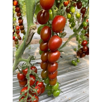 Спелые и зеленые помидоры сорта КАРАКУМ на ветвях