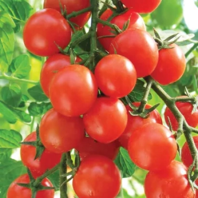 Красные помидоры на ветке - КАРАМЕЛЬ КРАСНАЯ