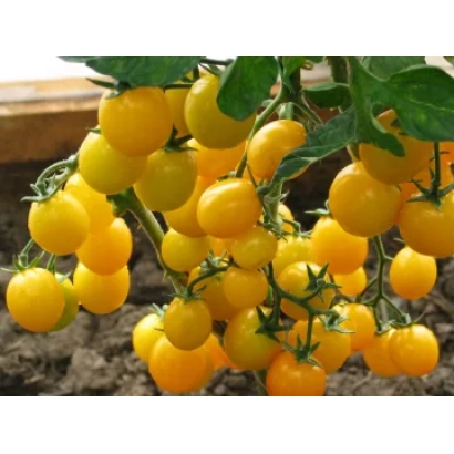 Желтые томаты на кусте - КАРАМЕЛЬ ЖЕЛТАЯ