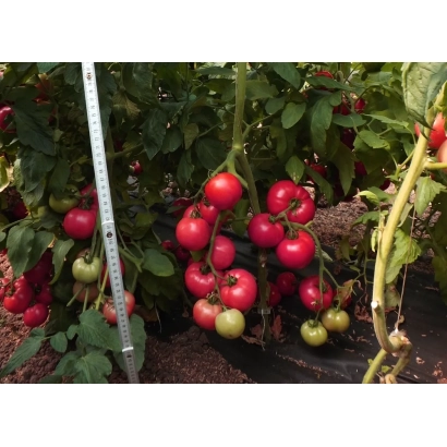 Красные и зеленые томаты на кусте с линейкой для измерения размера - КАРАТОС