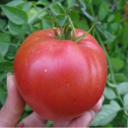 Крупный красный помидор сорта Кардинал на фоне зелени