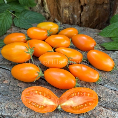 Fresh orange Karotinka tomatoes on a wooden surface