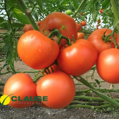 Спелые красные томаты сорта Clause на ветвях - Картье F1