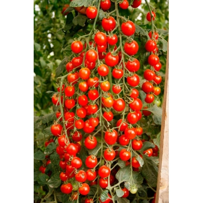 Спелые помидоры на кусте - Каскад