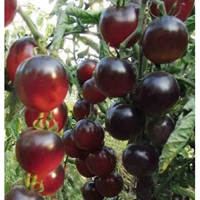 Black Cascade tomatoes on vine - CASCADE CHOCOLATE