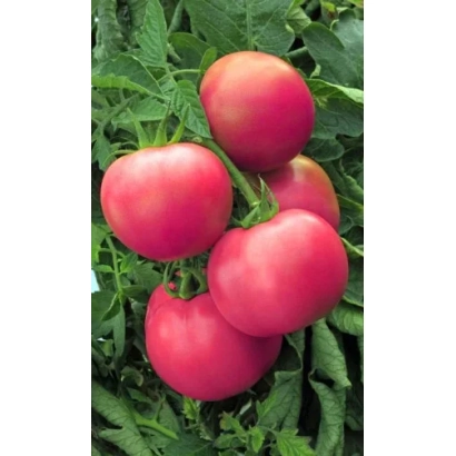 Красные томаты на ветке - КАСКАДНЫЙ УД