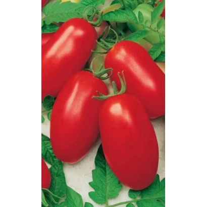 Красные овальные томаты на зелёных листьях - КАСПАР УД