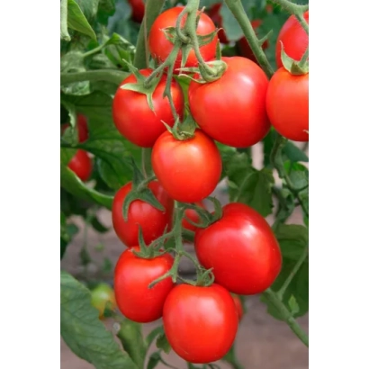 Спелые красные томаты сорта Катенька на ветке