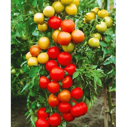 Дозрілі та недозрілі помідори сорту Катрина на кущі