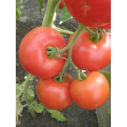 Красные помидоры на ветке без названия продукта - Кавалергард F1