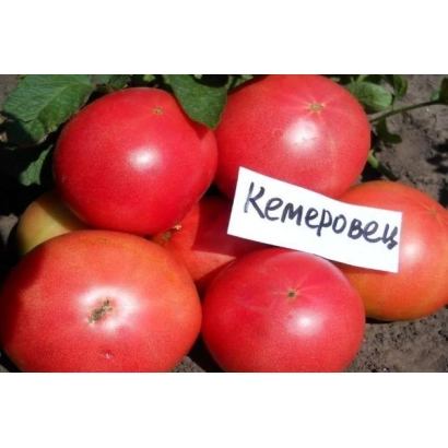 Красные томаты сорта КЕМЕРОВЕЦ на фоне зелени