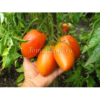 Томаты сорта КЕНИГ на ветке, держатся в руке, фон — зеленые листья.