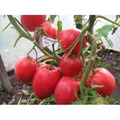 Спелые красные томаты сорта КЕНИГСБЕРГ на ветке