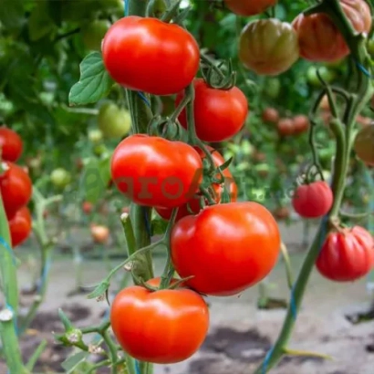 Красные помидоры на ветвях томатного растения - КИЧУИ