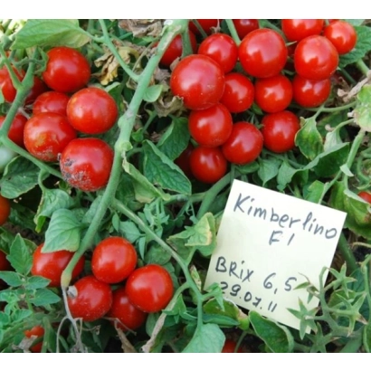 Красные томаты сорта Кимберлино F1 на растении с биркой Kimberlino F1