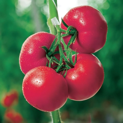 Свежие красные томаты на ветке - КИНДА