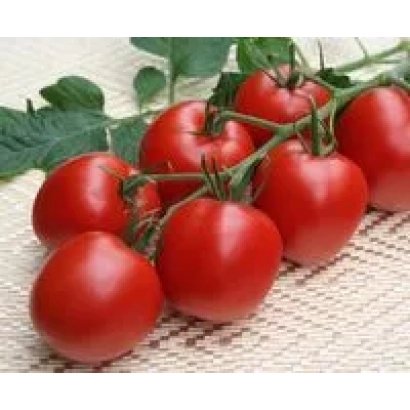 Спелые красные томаты сорта Кинешма F1 на ветке