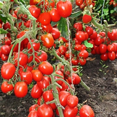 Красные томаты на ветвях растения - Кинг