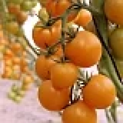 Спелые оранжевые томаты сорта Кира F1 на ветвях