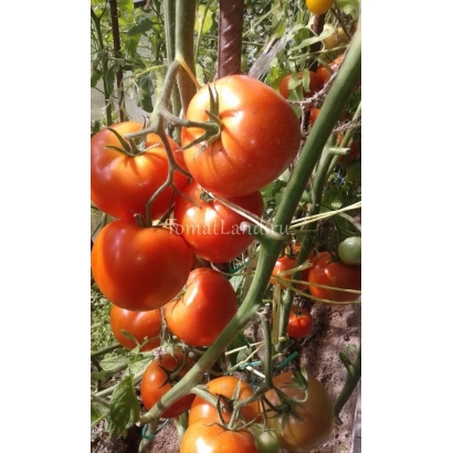 Спелые красные томаты на ветвях в поле - КИРЖАЧ