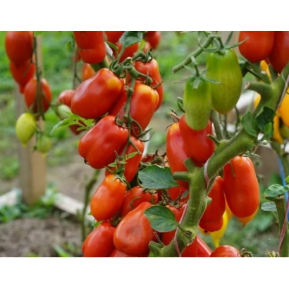 Кущ томату з червоними та зеленими плодами на грядці - КИЗИЛБАШ