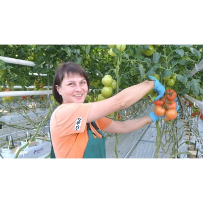 Женщина собирает томаты на грядке в теплице - КЛАД ОВОЩЕВОДА