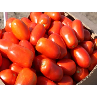 Красные томаты сорта Классик F1 в картонной коробке