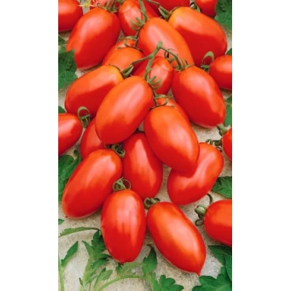 Красные помидоры сорта КЛАВДИЯ на фоне зелёных листьев