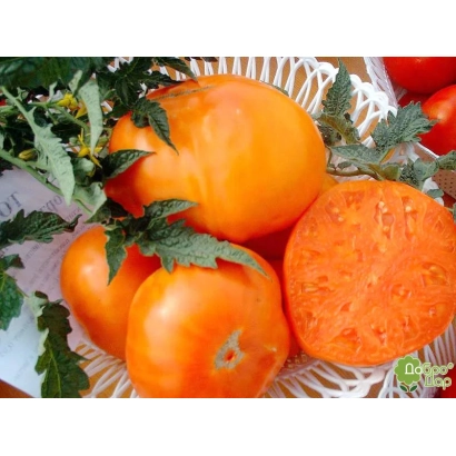 Fresh orange Clonдайк tomatoes in a basket with greenery - CLONDAIKE ORANGE