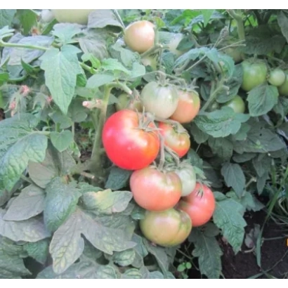 Томаты на кусте - Клуша