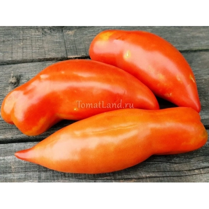 Три красных томата сорта Князь на деревянной поверхности с водяным знаком TomatLand.ru